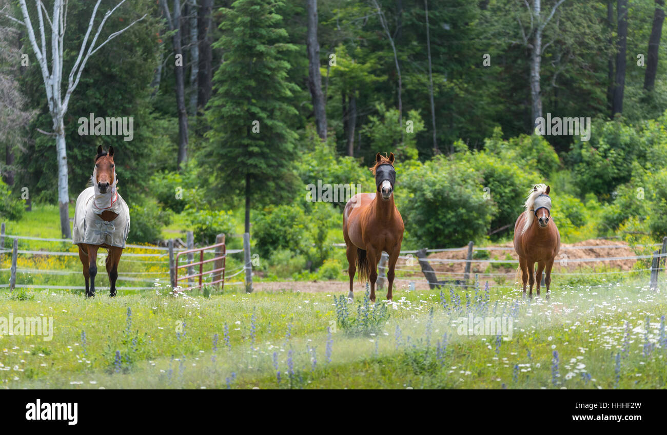 Horses In Spring Time Three horses grazing and relaxing in a springtime summer meadow Stock ...