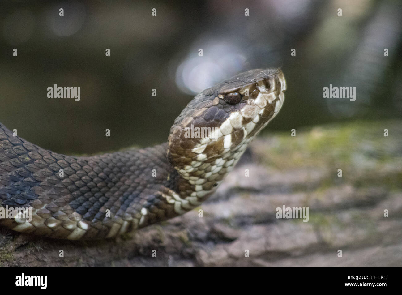 Close up, low angle shot of the head of cottonmouth snake, aka water moccasin, a venomous pit viper in Southwest Florida. Stock Photo