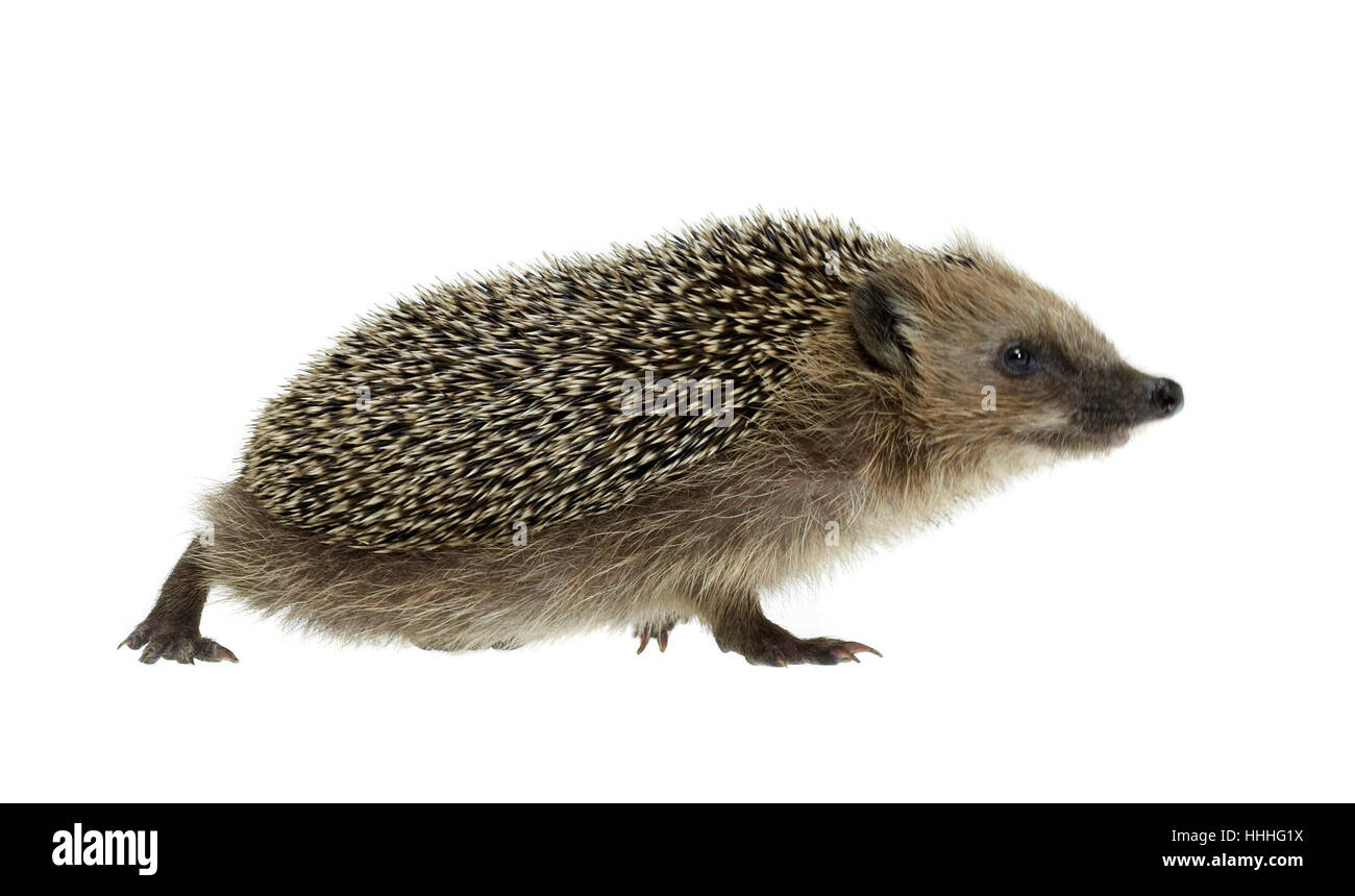 low angle shot of a walking hedgehog. Studio photography in white back Stock Photo