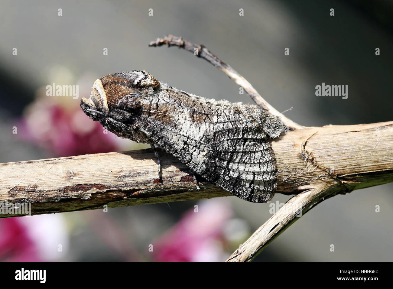 insect, butterfly, moth, wait, waiting, female, park, garden, insect, insects, Stock Photo