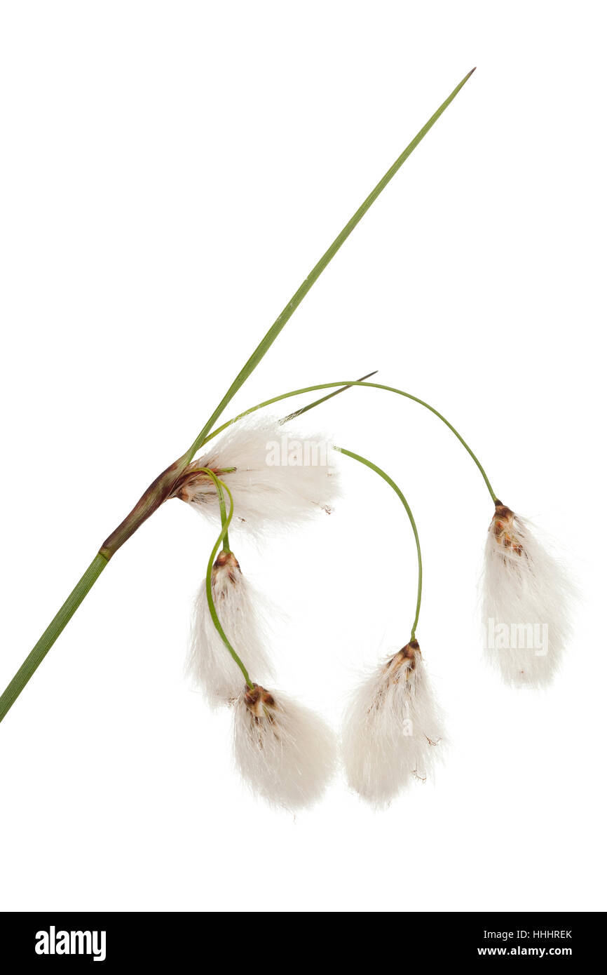 macro, close-up, macro admission, close up view, stalk, stem, white, plant, Stock Photo