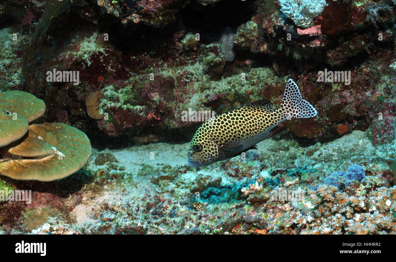fish, harlequin, dive, atoll, far east, asia, indonesia, fish, harlequin, Stock Photo