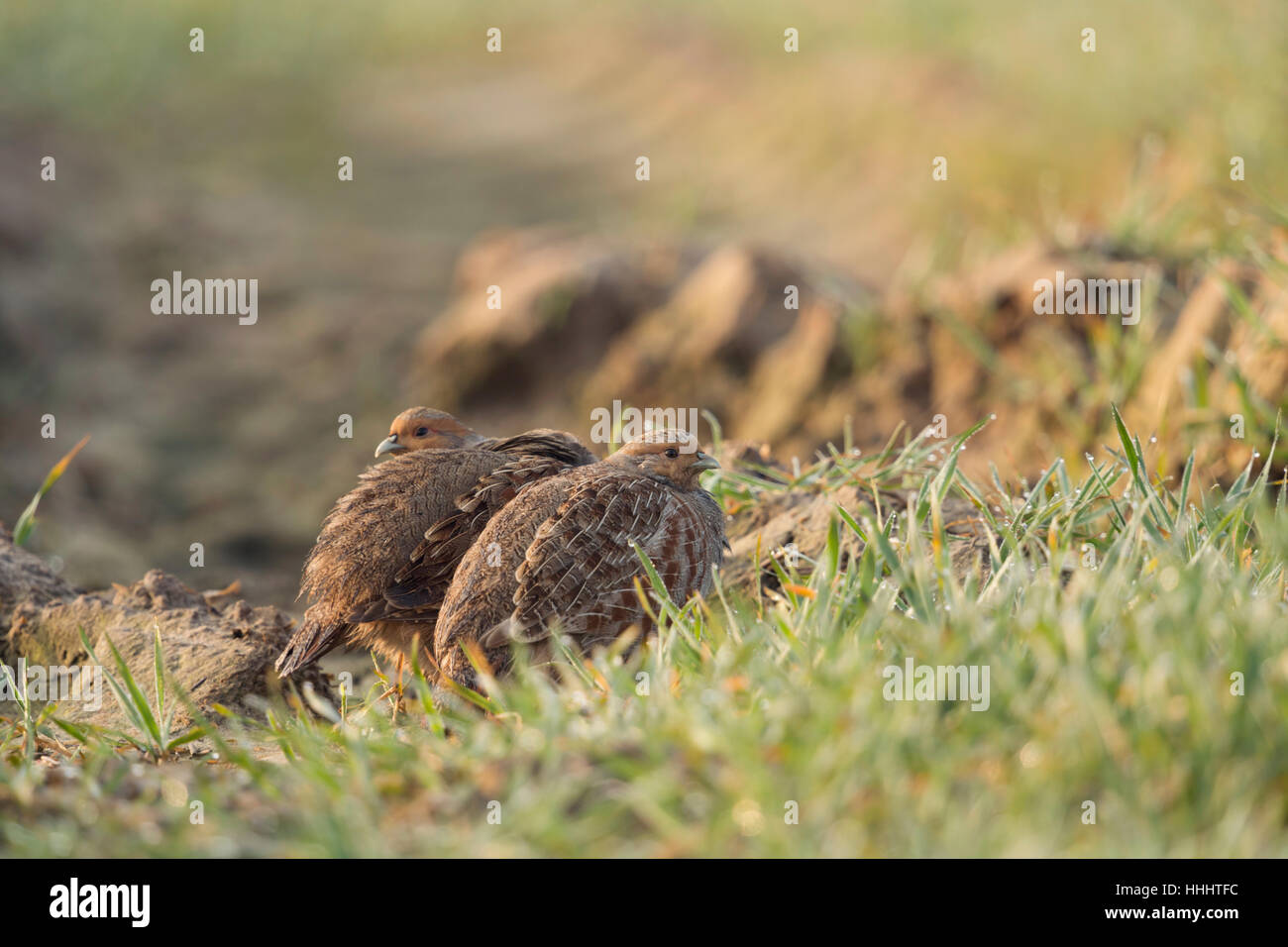 Grey Partridges / Rebhuehner ( Perdix perdix ) hiding on farmland, well camouflaged, shy, watching attentively, at daybreak. Stock Photo