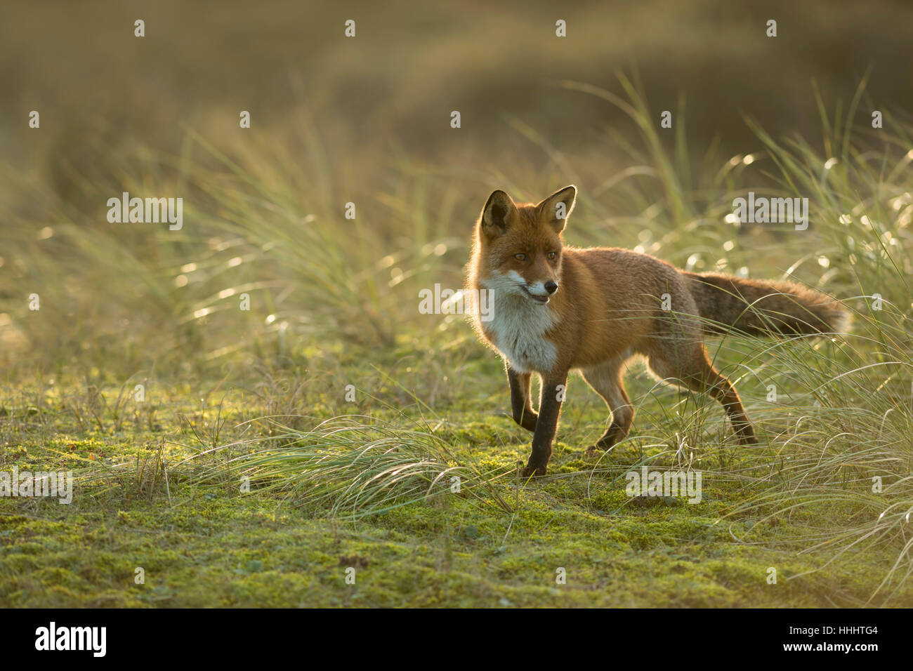 Red Fox ( Vulpes vulpes ) on open grassland, nice backlight, hunting, cocked front leg, in winter fur, wildlife, Europe. Stock Photo