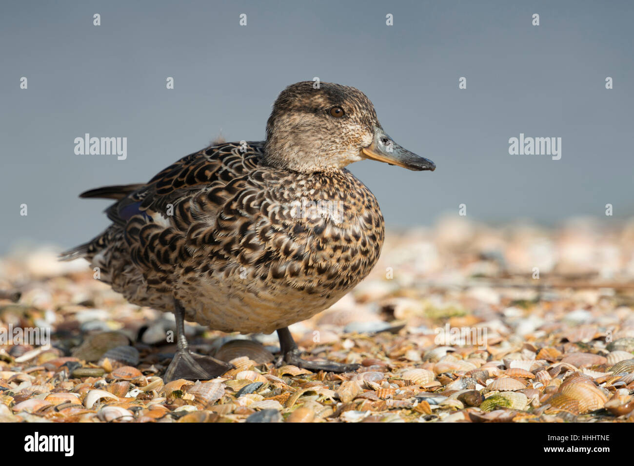 Teal / Krickente ( Anas crecca ), female, smallest duck in Europe, in breeding dress, standing on a mussel bank in wadden sea. Stock Photo