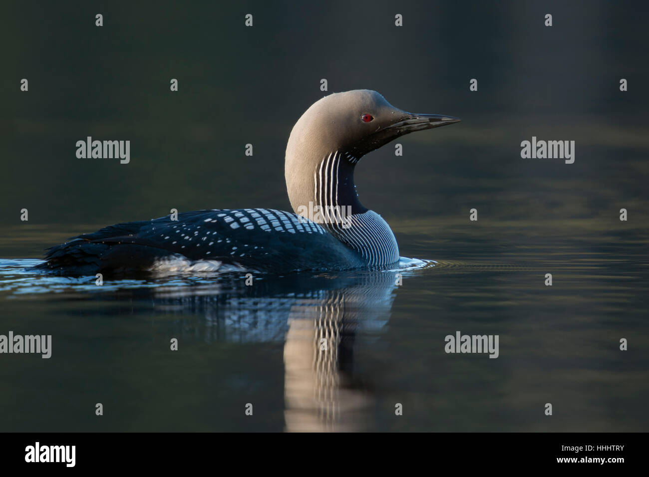 Black-throated Loon / Arctic Loon ( Gavia arctica ), swimming, one adult in breeding dress, detailed side view, morning light. Stock Photo