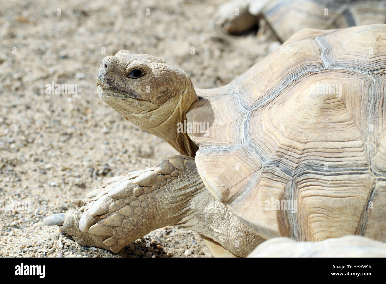 animal, pet, reptile, zoo, turtle, tortoise, herbivore, shell, slow, speed Stock Photo Alamy