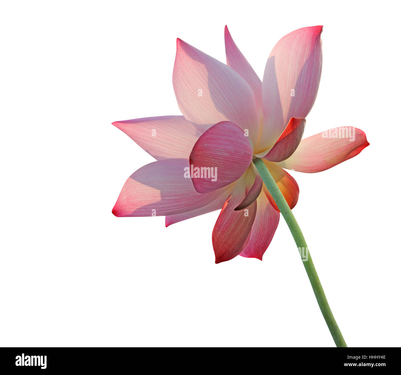 isolated, flower, plant, lotus, zen, buddhism, white, still life, shine