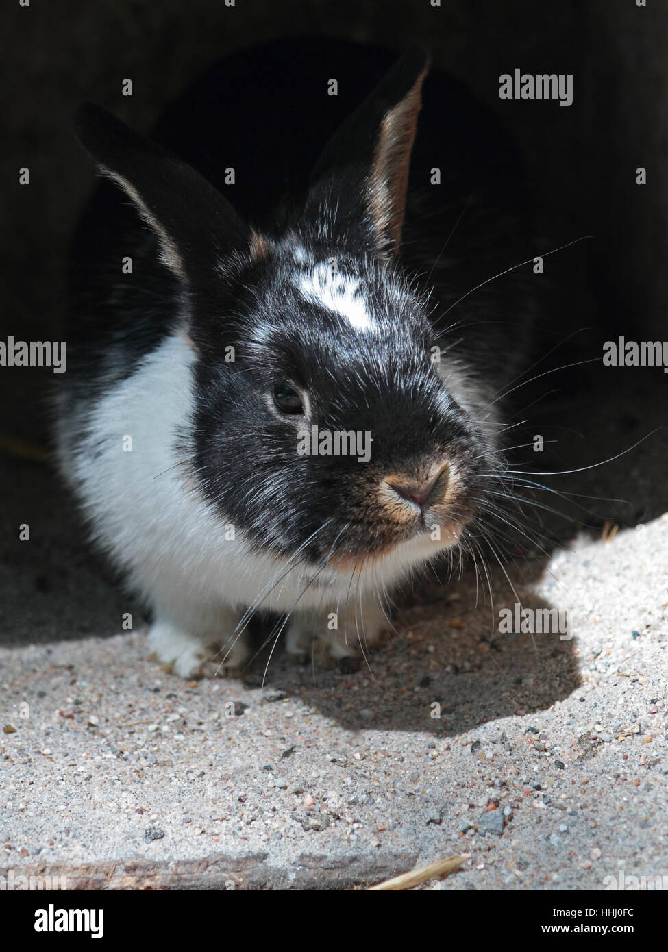 pet, rabbit, hare, farm animal, cute, rabbits, bunny, macro, close-up ...