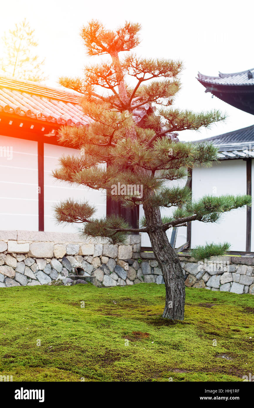 Japan pine tree, Japanese Zen Garden in Kyoto Palace. Stock Photo
