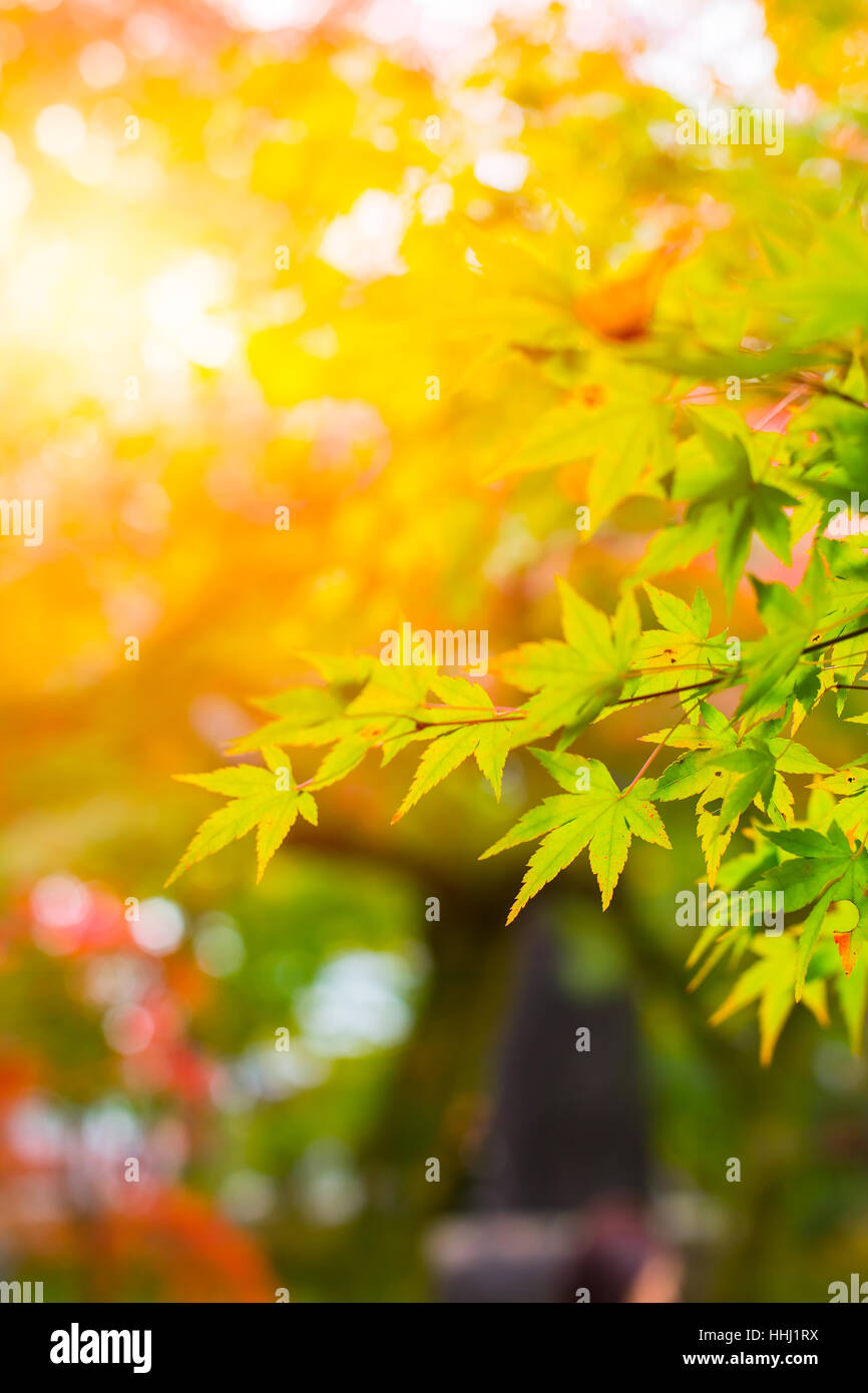 Beautiful Maple Leaf in Japan Autumn in the Morning Light for background. Stock Photo