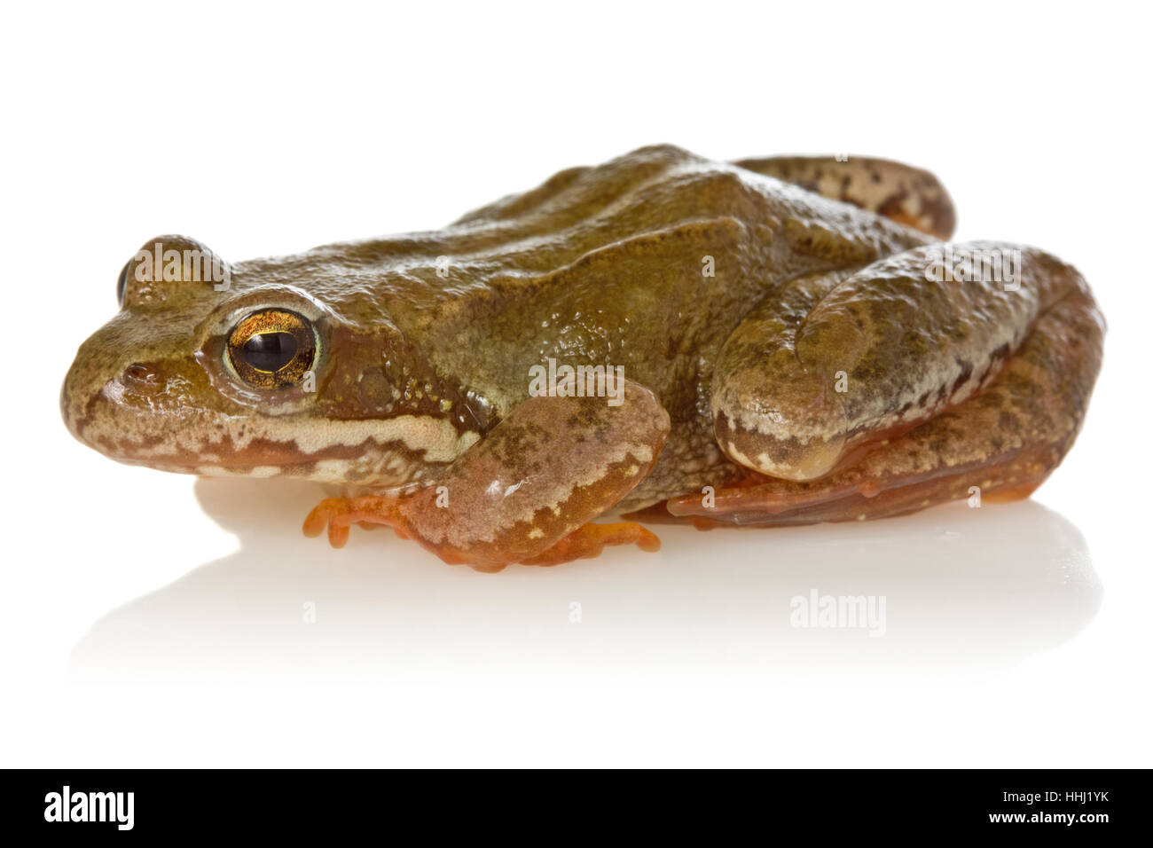 animal, amphibian, fauna, frog, biology, zoology, nature, environment ...