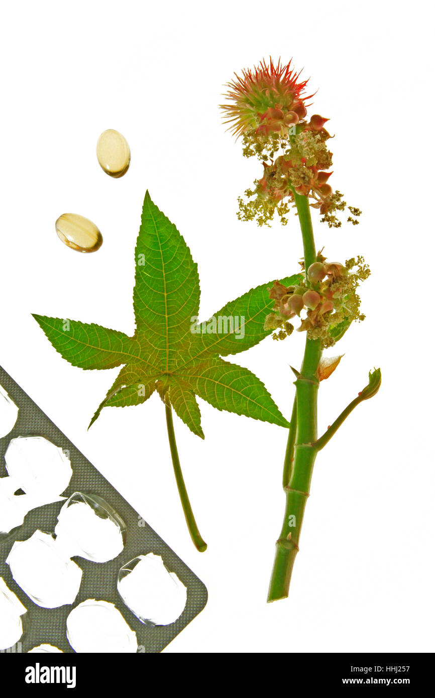 castor oil, laxative, oil, capsule, constipation, oils, isolated