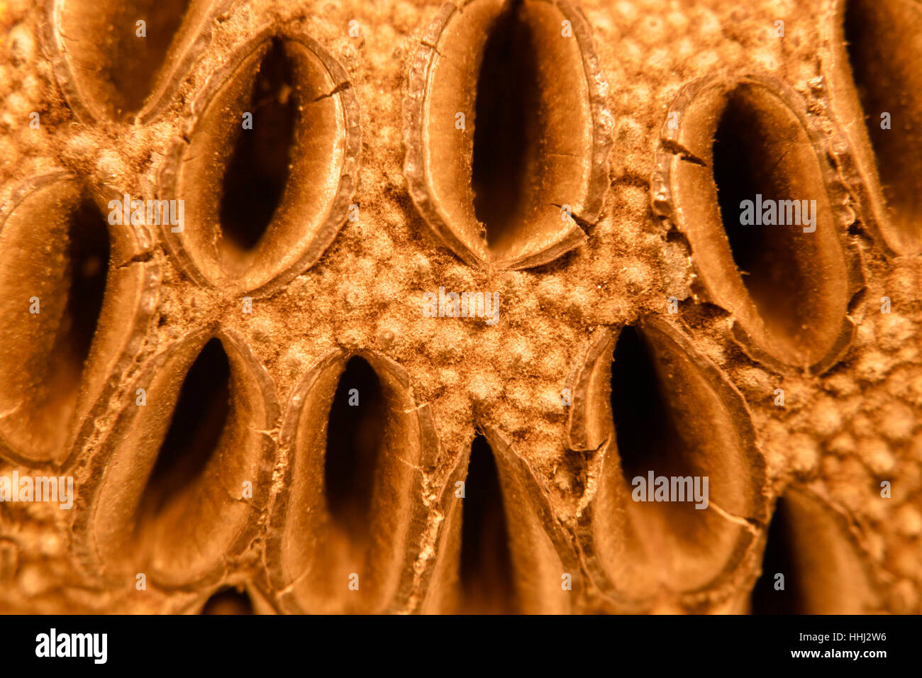 macro, close-up, macro admission, close up view, wood, hole, abstract, tap, Stock Photo