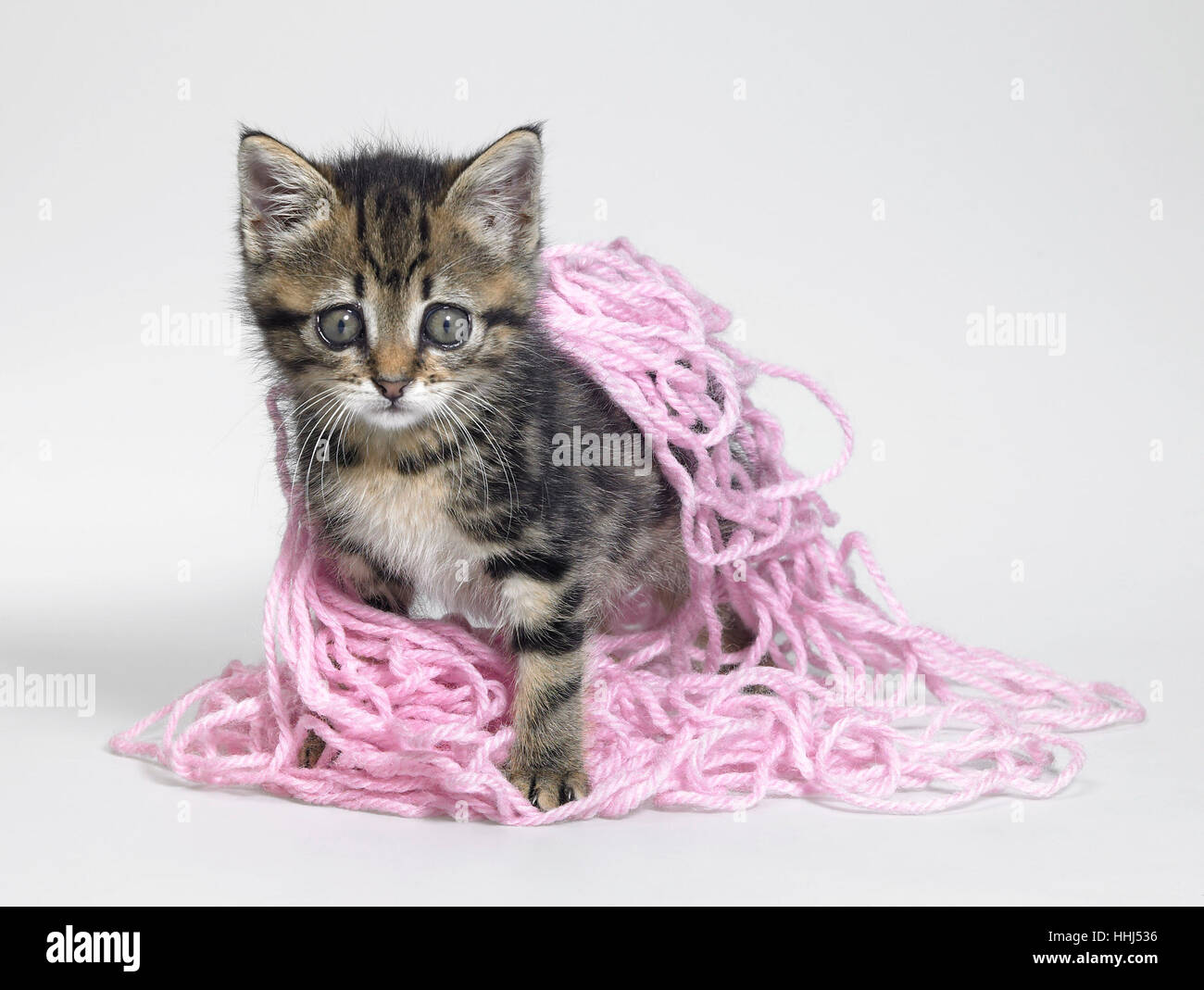 Studio photography of a kitten playing and coated with pink wool Stock Photo