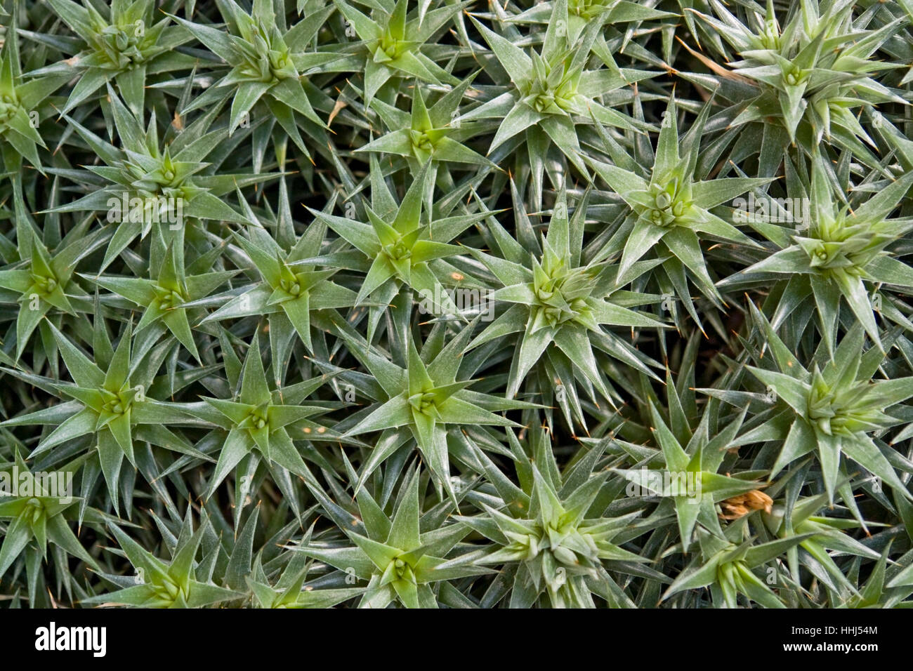 macro, close-up, macro admission, close up view, green, botany, near, exotic, Stock Photo