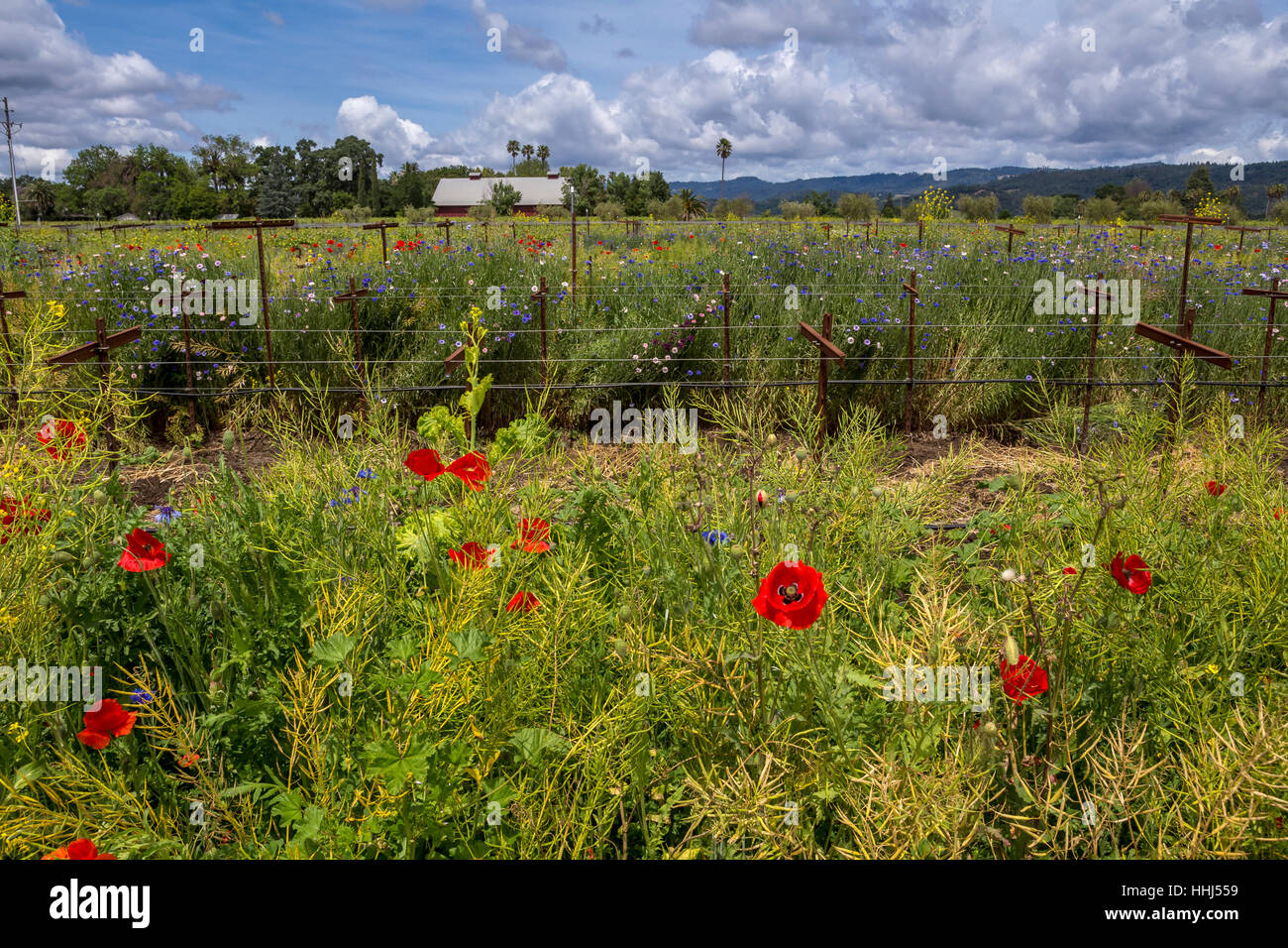 California poppy, California poppies, red poppy flowers, wildflowers, vineyard, Round Pond Estate, Rutherford, Napa Valley, Napa County, California Stock Photo