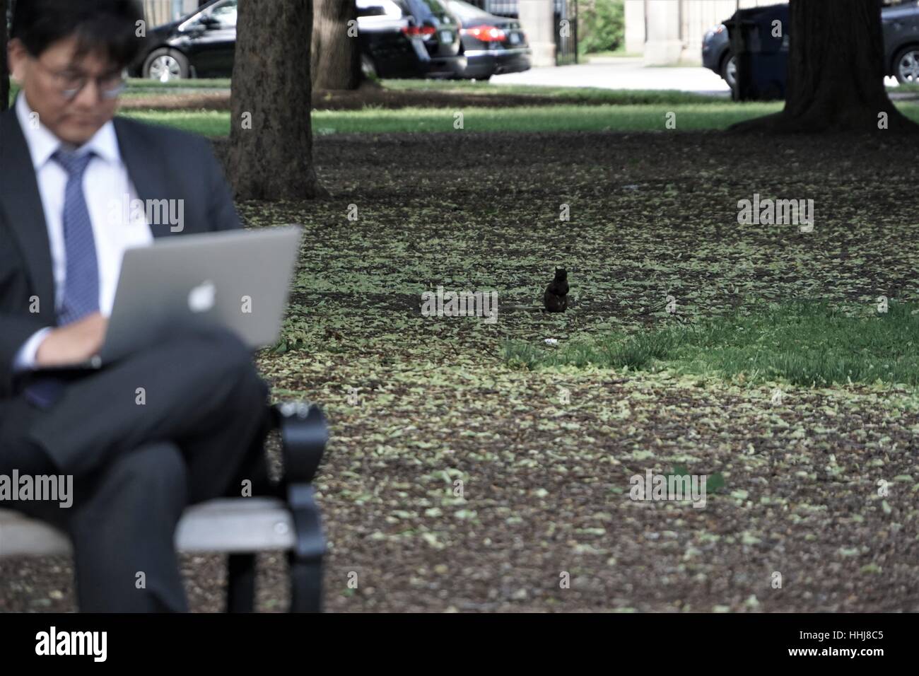 Business Man on his Apple Mac Computer / Laptop Being Watched by a Squirrel in the Park Stock Photo