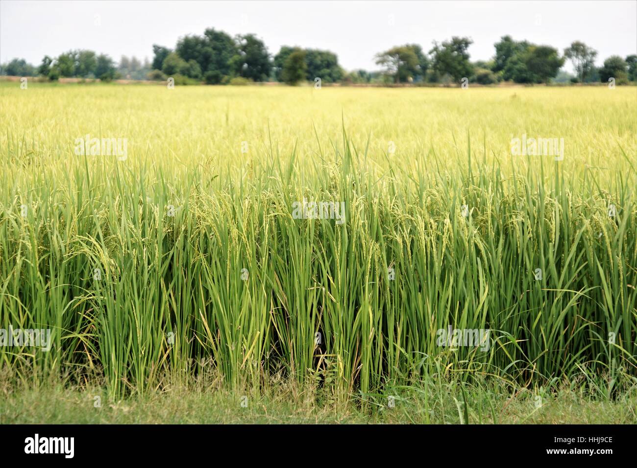 Rice Field in Battambang Cambodia Stock Photo