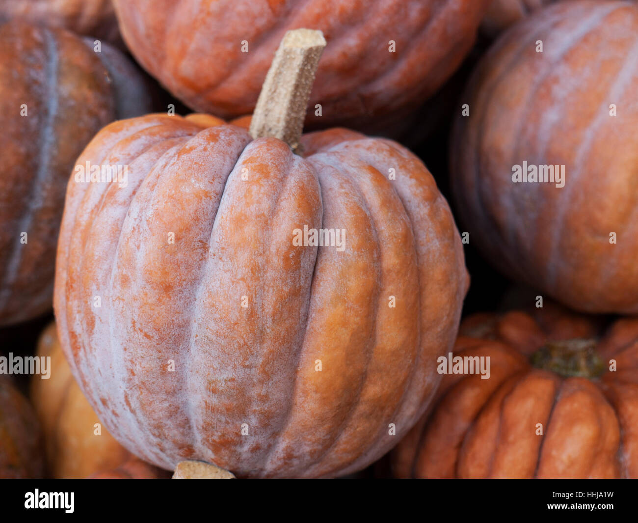 pumpkin, food, aliment, parish fair, botany, dish, meal, pumpkin, season, Stock Photo