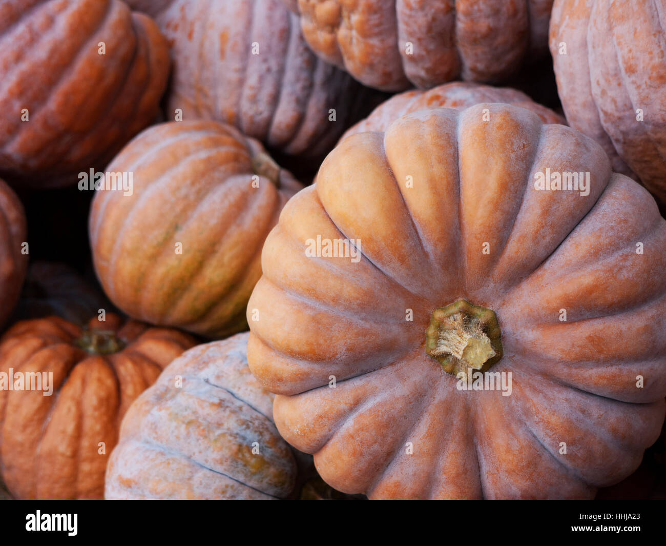 pumpkin, food, aliment, parish fair, botany, dish, meal, pumpkin, season, Stock Photo