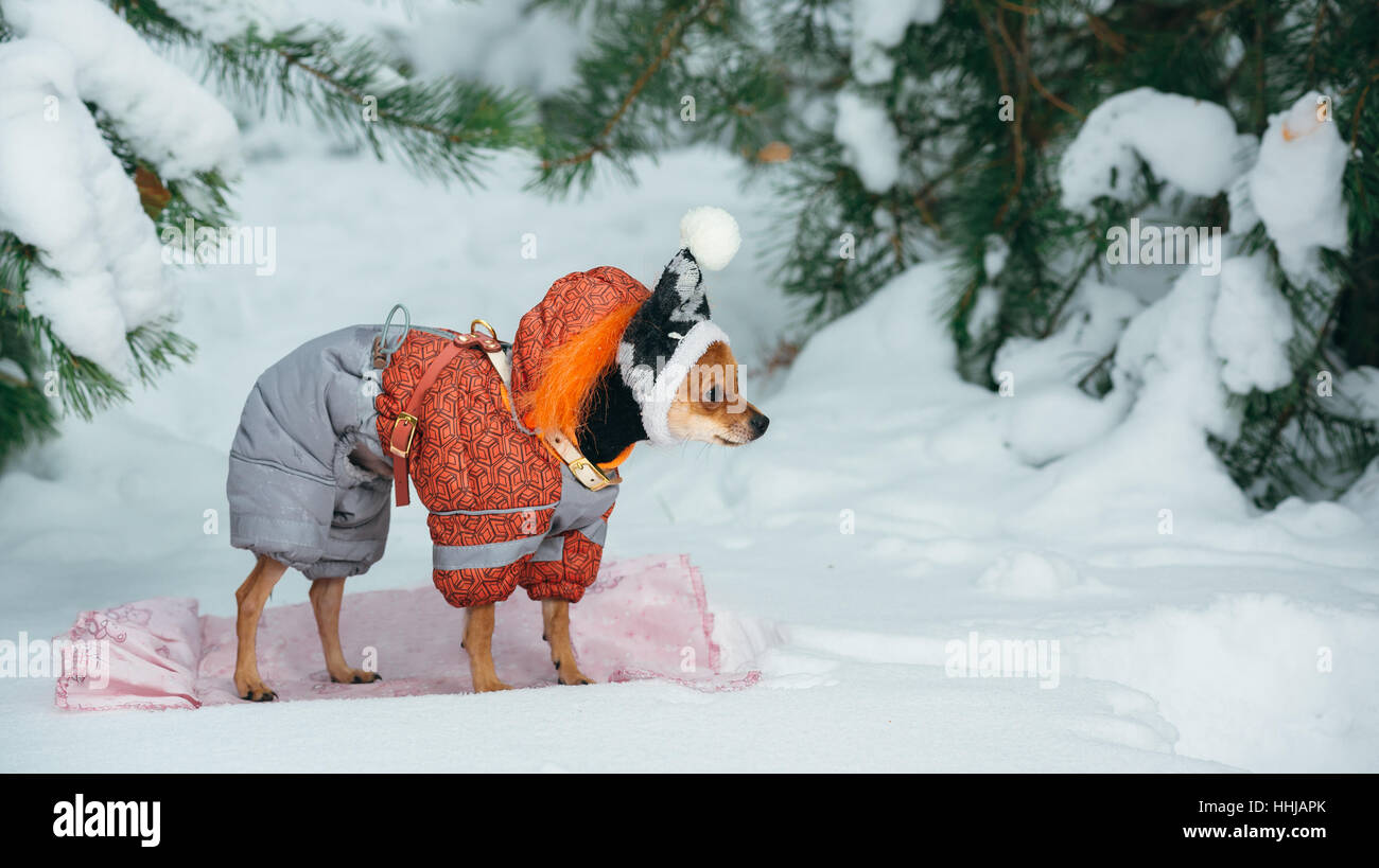 Russian toy terrier in a city park in the winter. For the first time in a jumpsuit . He is standing and looking to the side. Pale orange color, a boy  Stock Photo