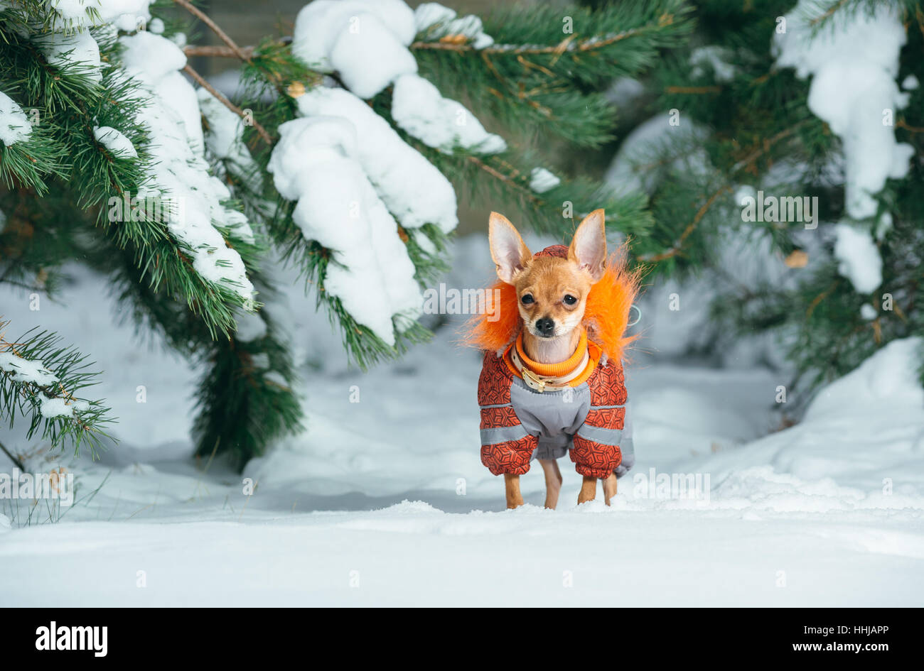Russian toy terrier in a city park in the winter. For the first time in a jumpsuit . He is standing and looking at you. Pale orange color, a boy 5 mon Stock Photo