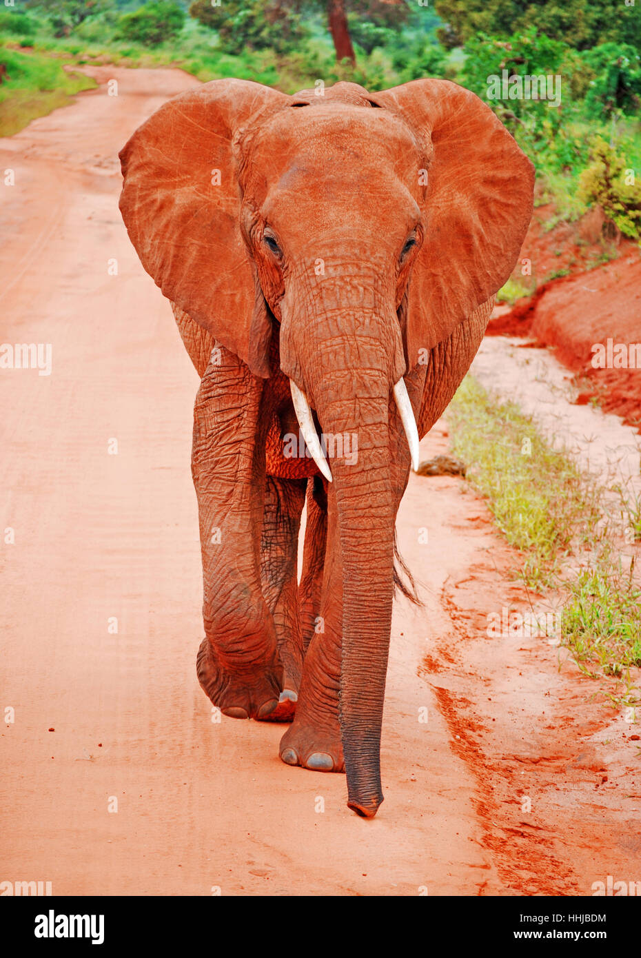 Young red Elephant, africa. One Elephant, facing camera.Big trunk. Stock Photo