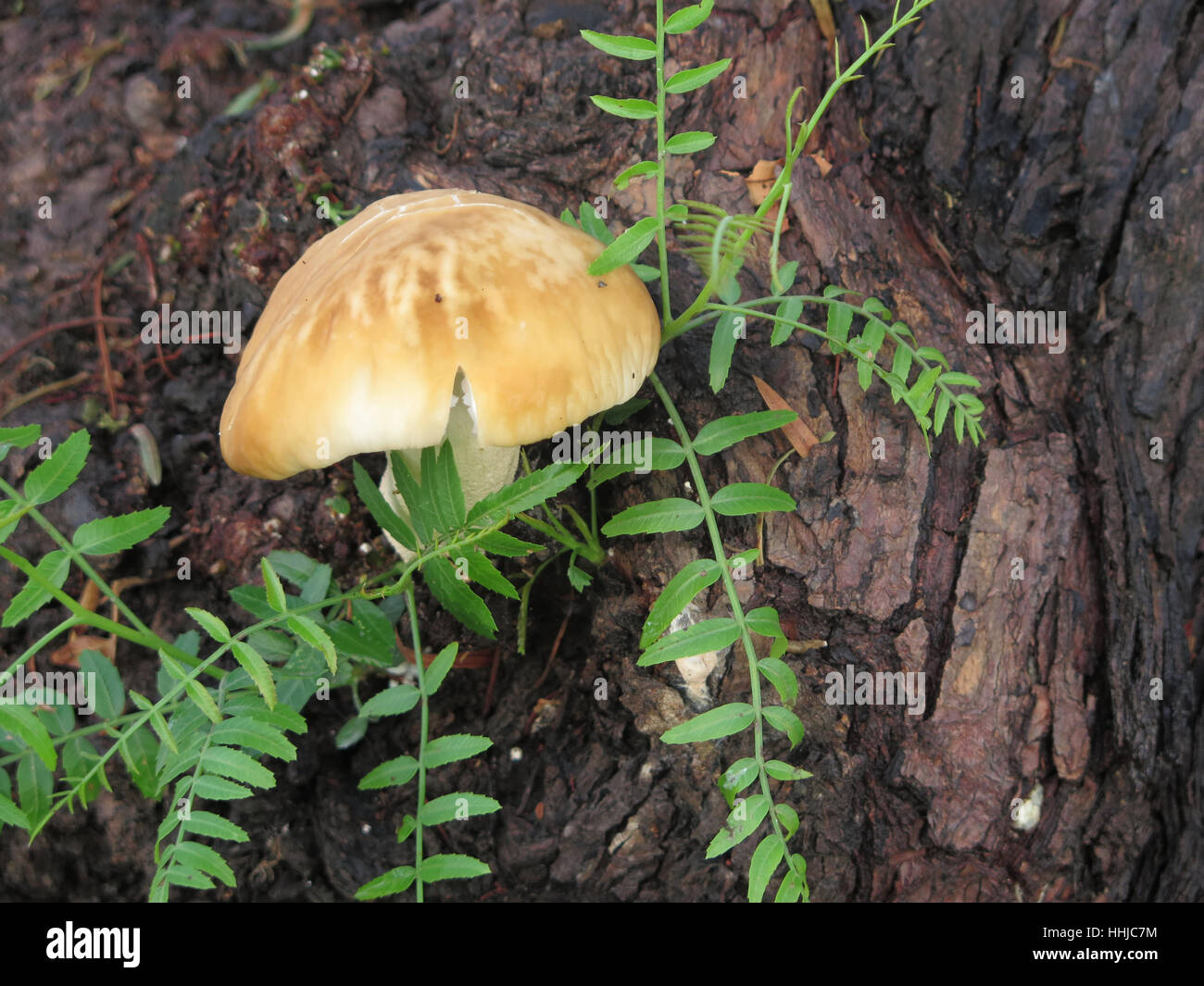 Closeup of single mushroom growing on tree in Spanish village Stock