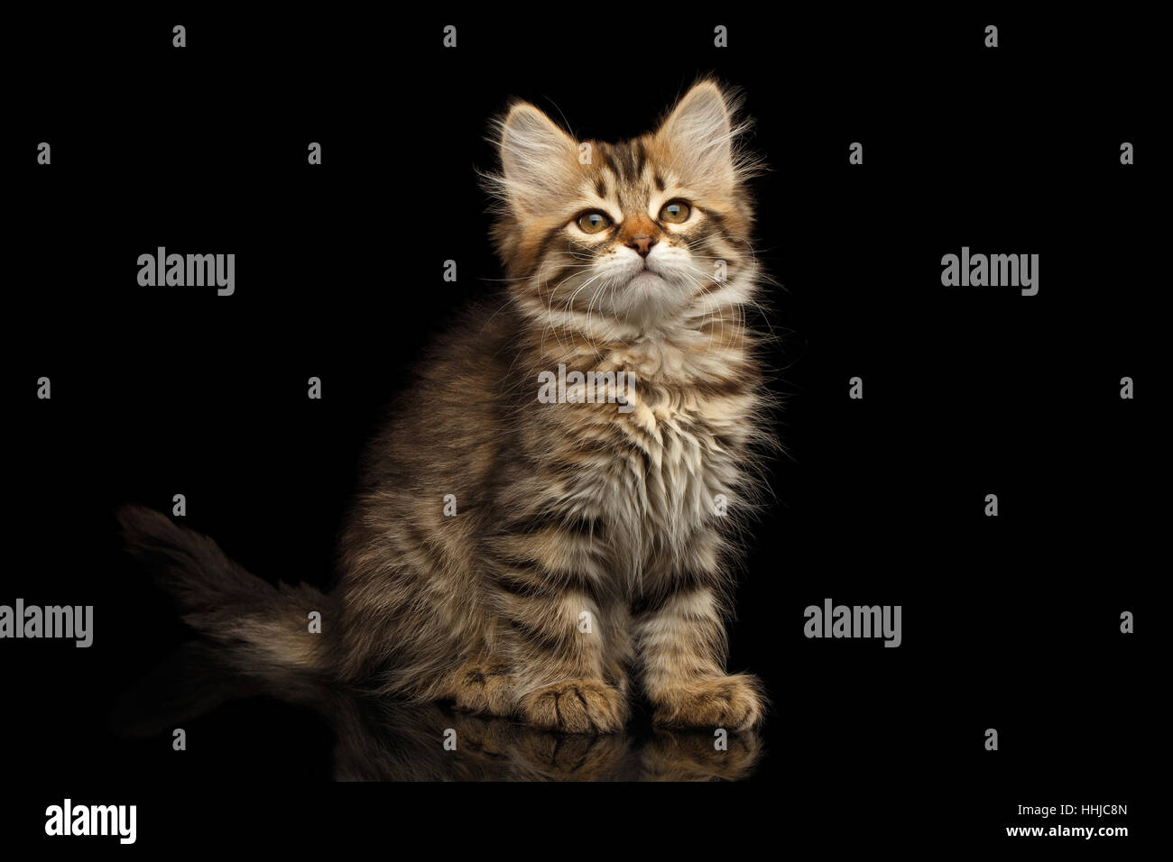 Siberian kitty on isolated black background Stock Photo