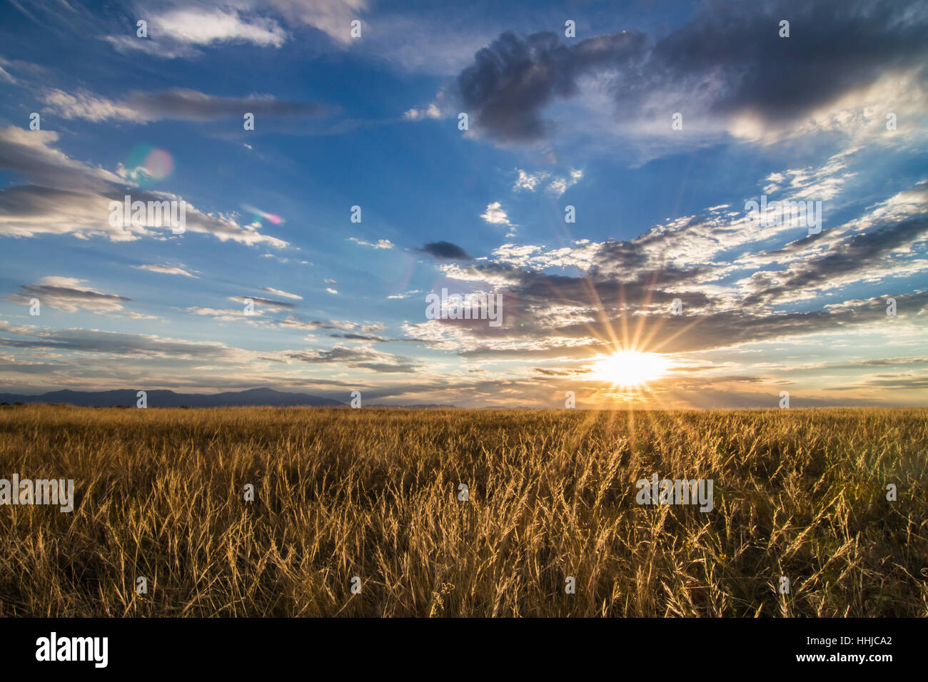 The setting sun illuminates a field of golden grain in eastern Colorado with Pikes Peak as a backdrop Stock Photo