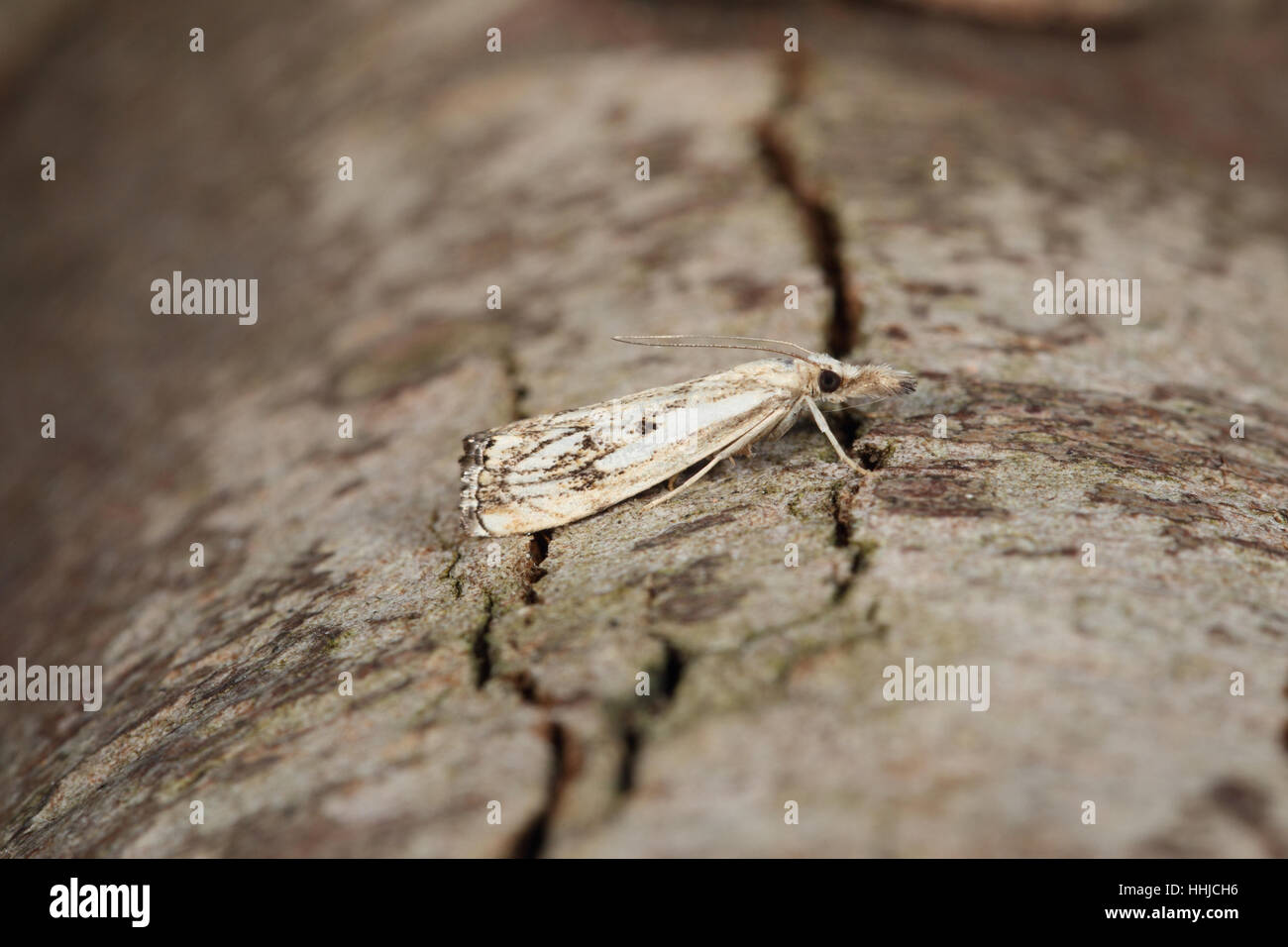 Chequered Grass-veneer (Catoptria falsella) - a micro-moth perched on a branch Stock Photo