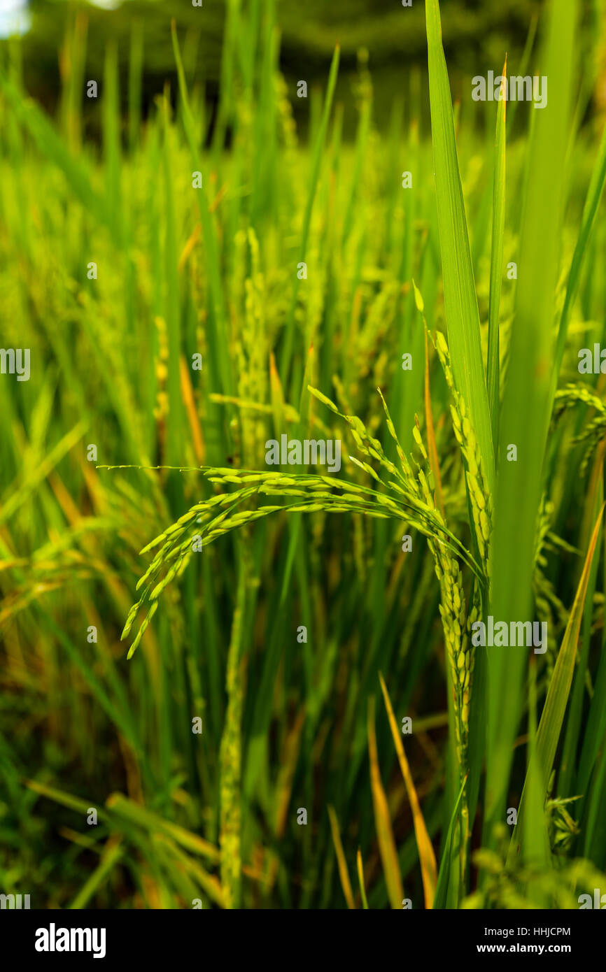 Rice grains still on the stalk. Padi fields in West Java Indonesia. The pre harvest rice grows in the tropical climate. Stock Photo