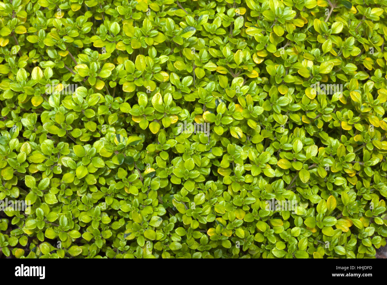 Thymus vulgaris aureus - Golden thyme Stock Photo