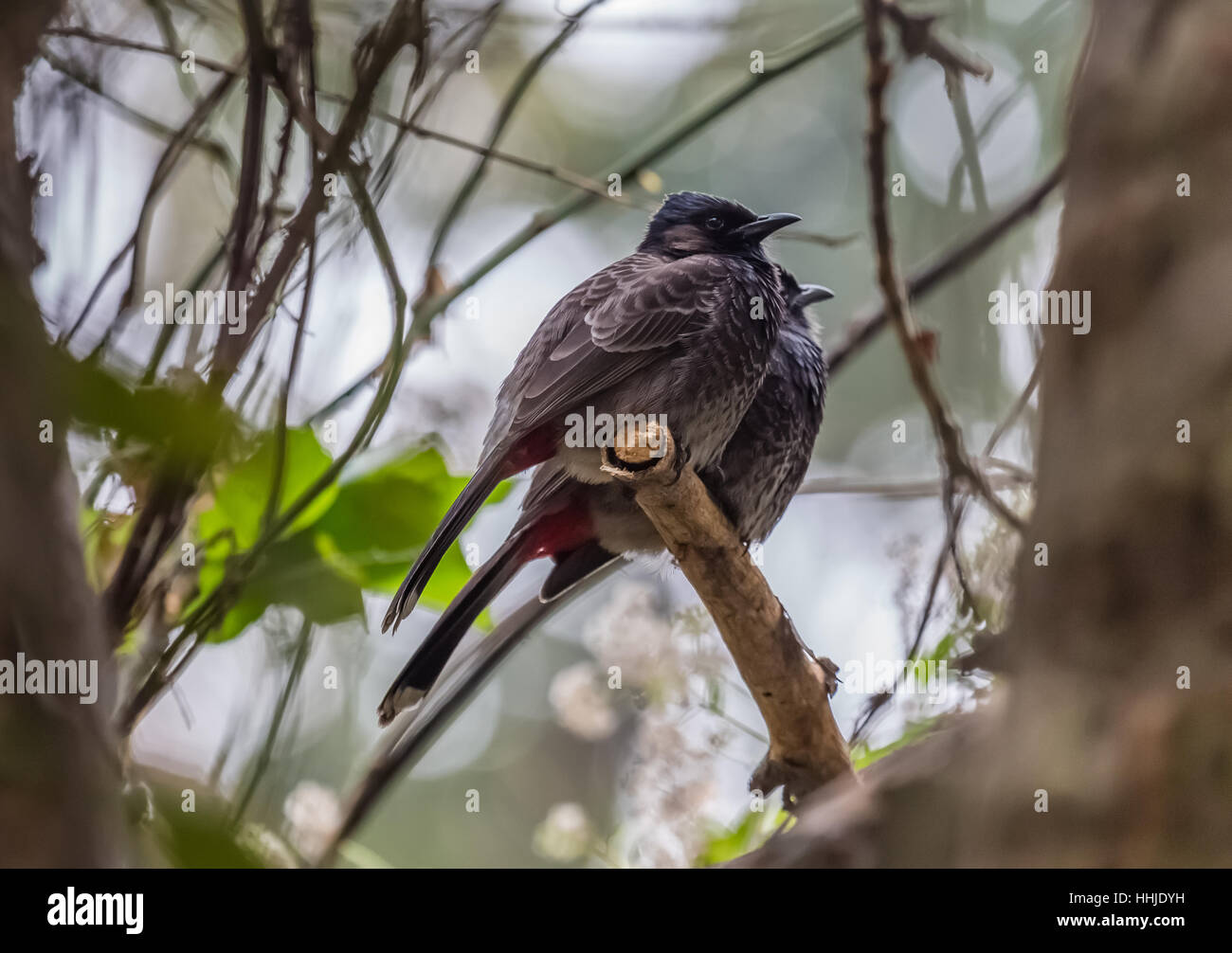 Common Indian birds - The red vented Bulbul pair resting on the stem of a tree. Stock Photo
