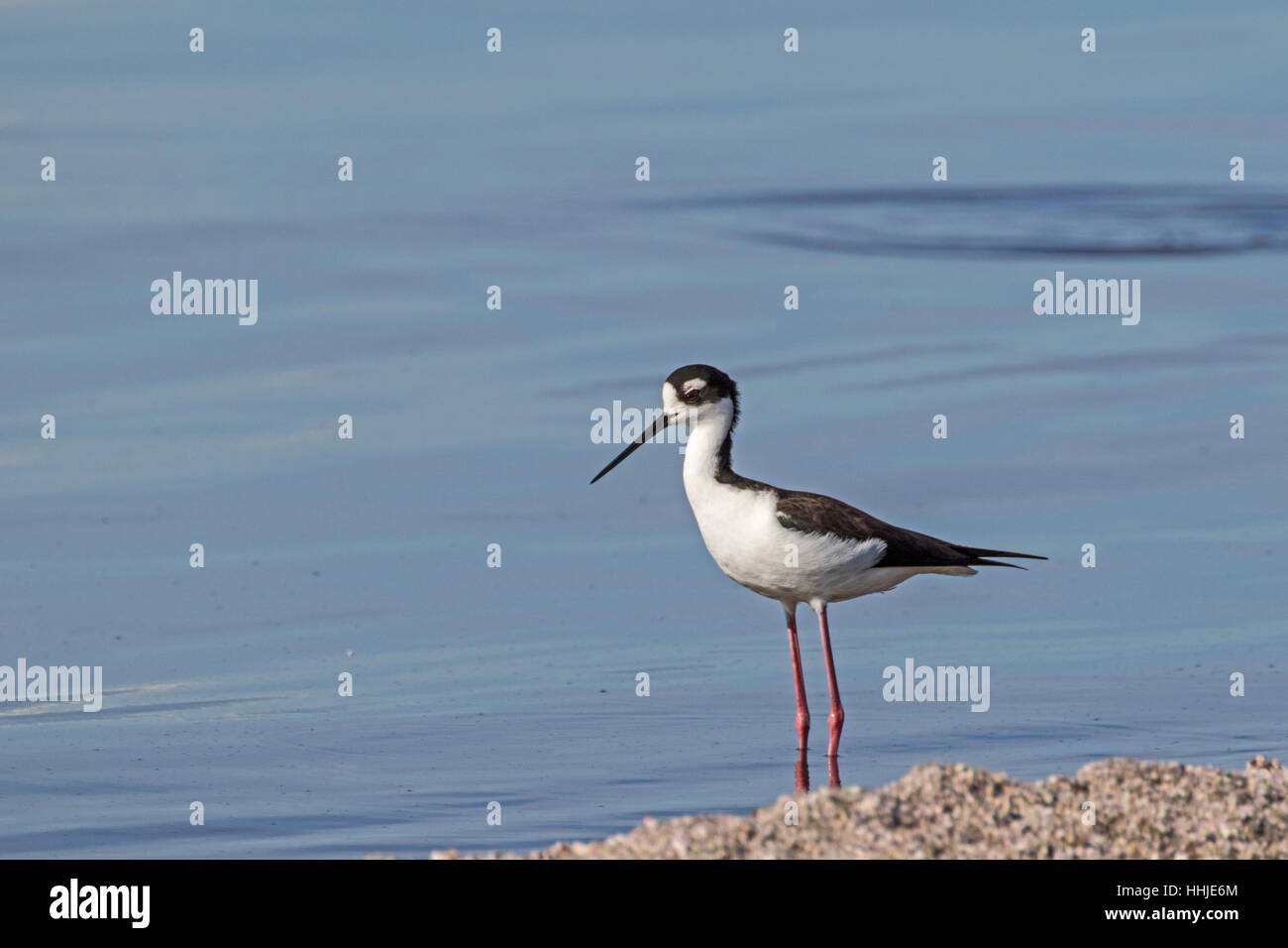 Bird blacknecked stilt bird at Salton Sea in California desert Stock