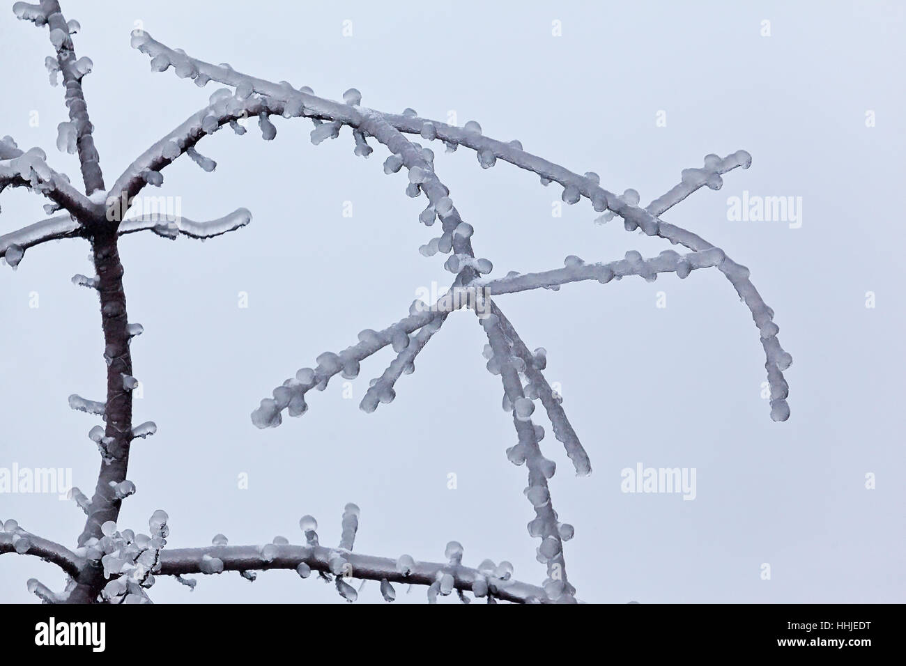 Leaves and branches of trees in winter covered with ice Stock Photo - Alamy