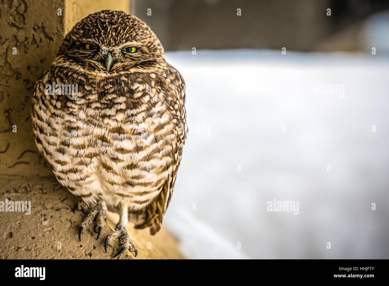 I believe this is a burrowing owl, it showed up at our house in El Paso, Texas just after Christmas during a rare snow storm. Stock Photo