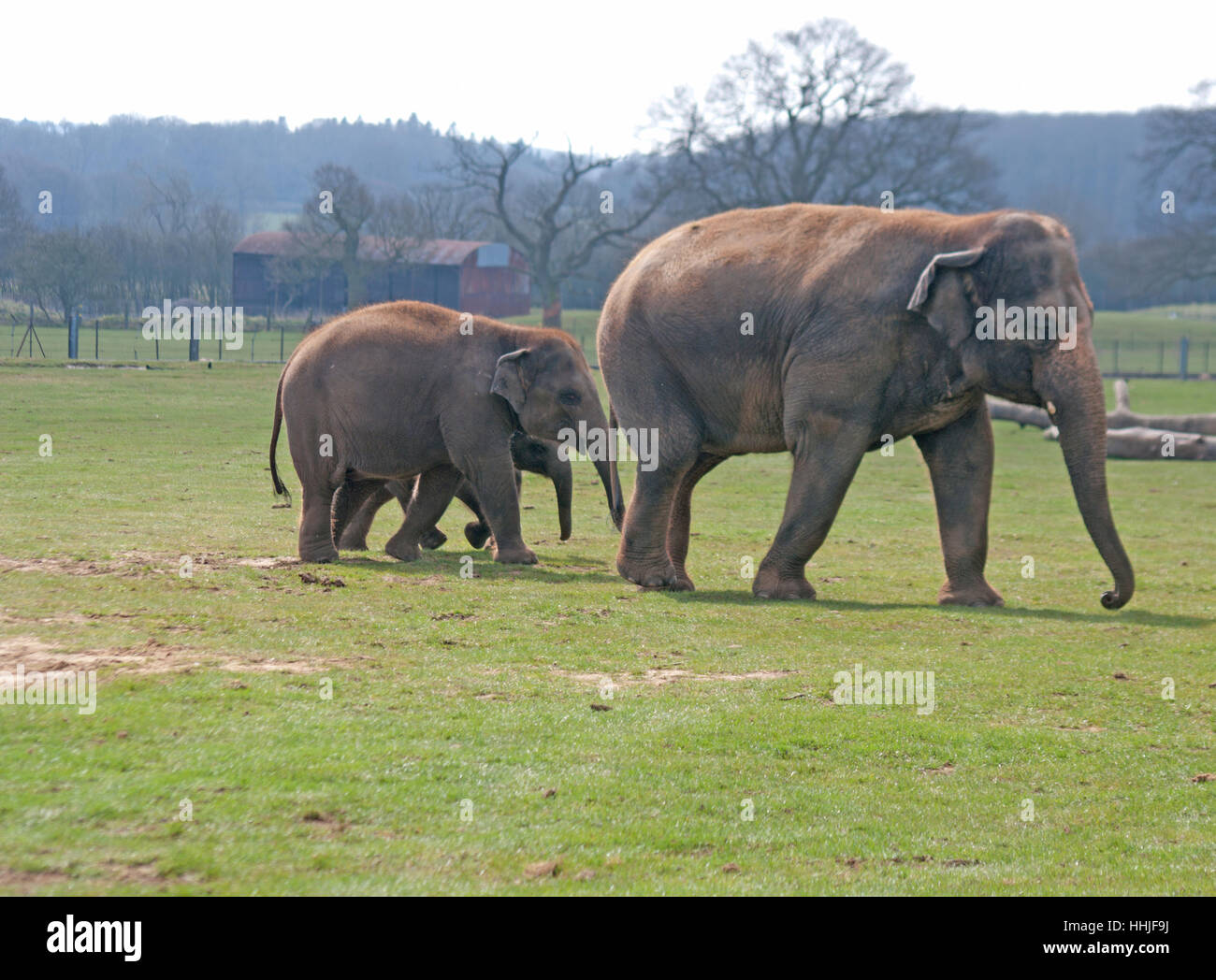 Asian Elephant, Elephas Maximus, Zoo, Captive Stock Photo - Alamy