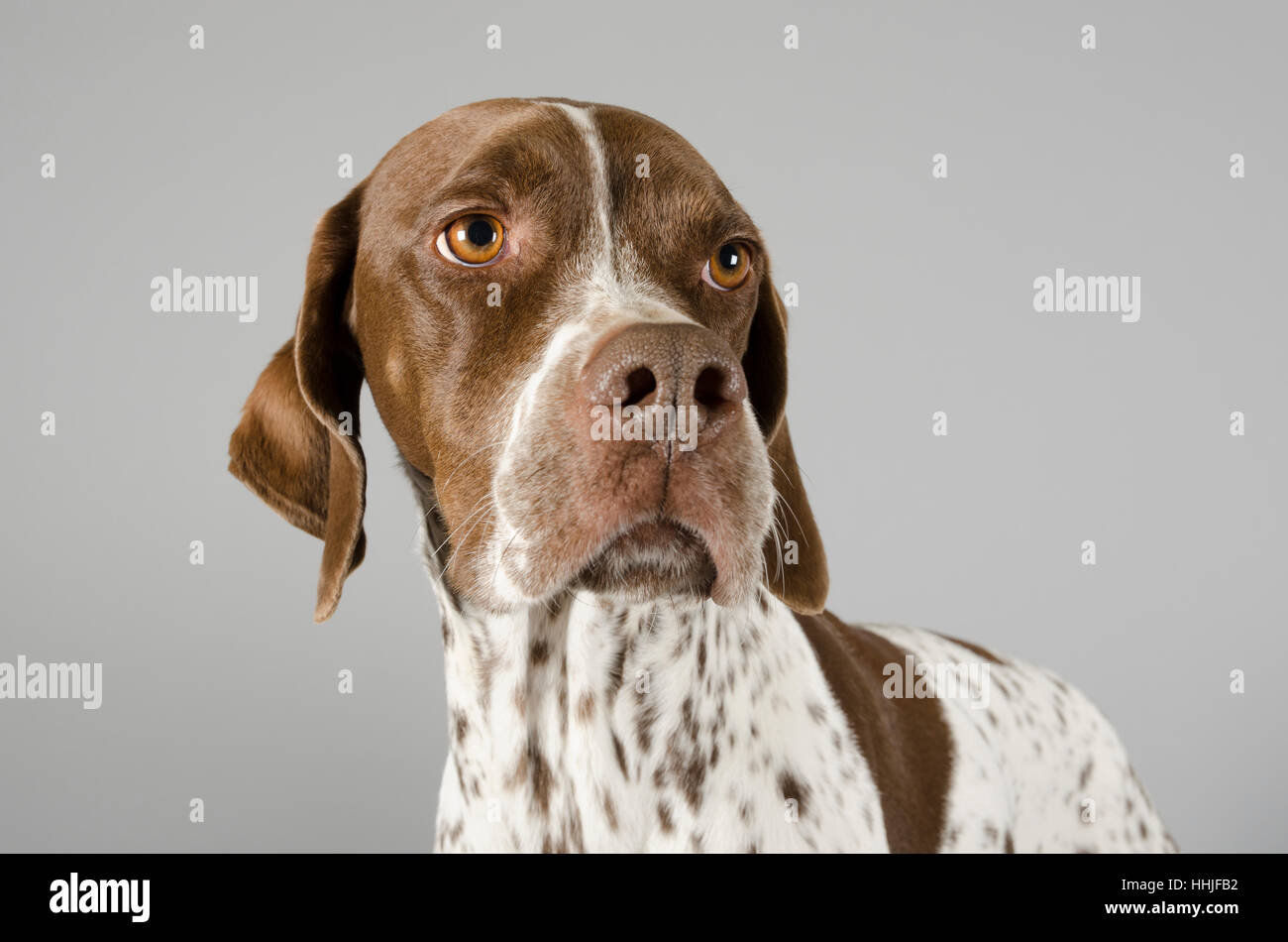 Pointer Dog, female, 2.5 years old, UK. Stock Photo