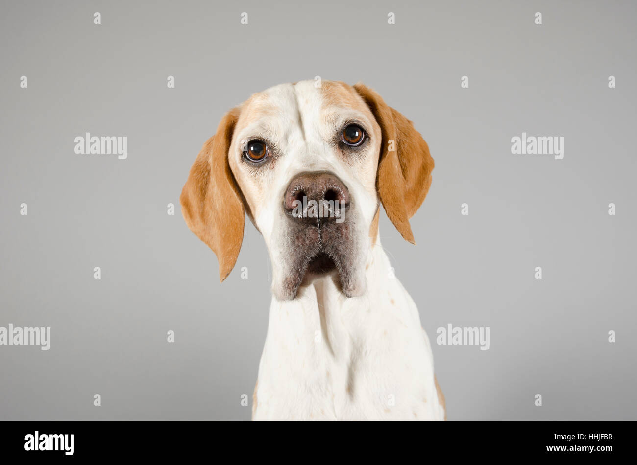 Pointer Dog, female, 10 years old, UK. Stock Photo