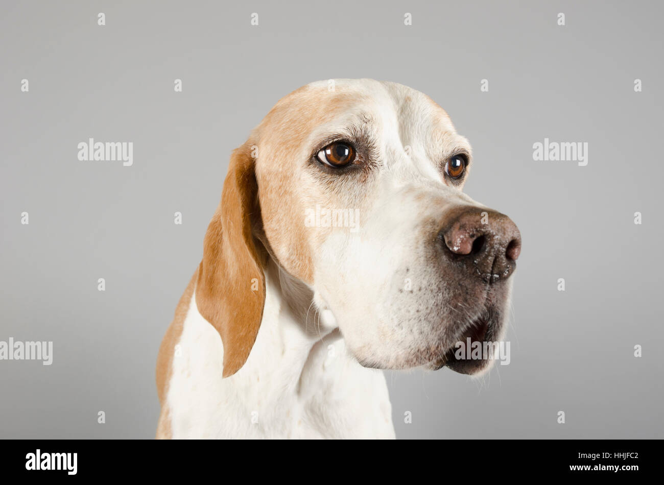 Pointer Dog, female, 10 years old, UK. Stock Photo