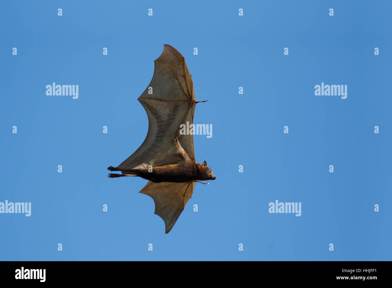 Black Fruit Bat in flight Pteropus alecto Kakadu National Park