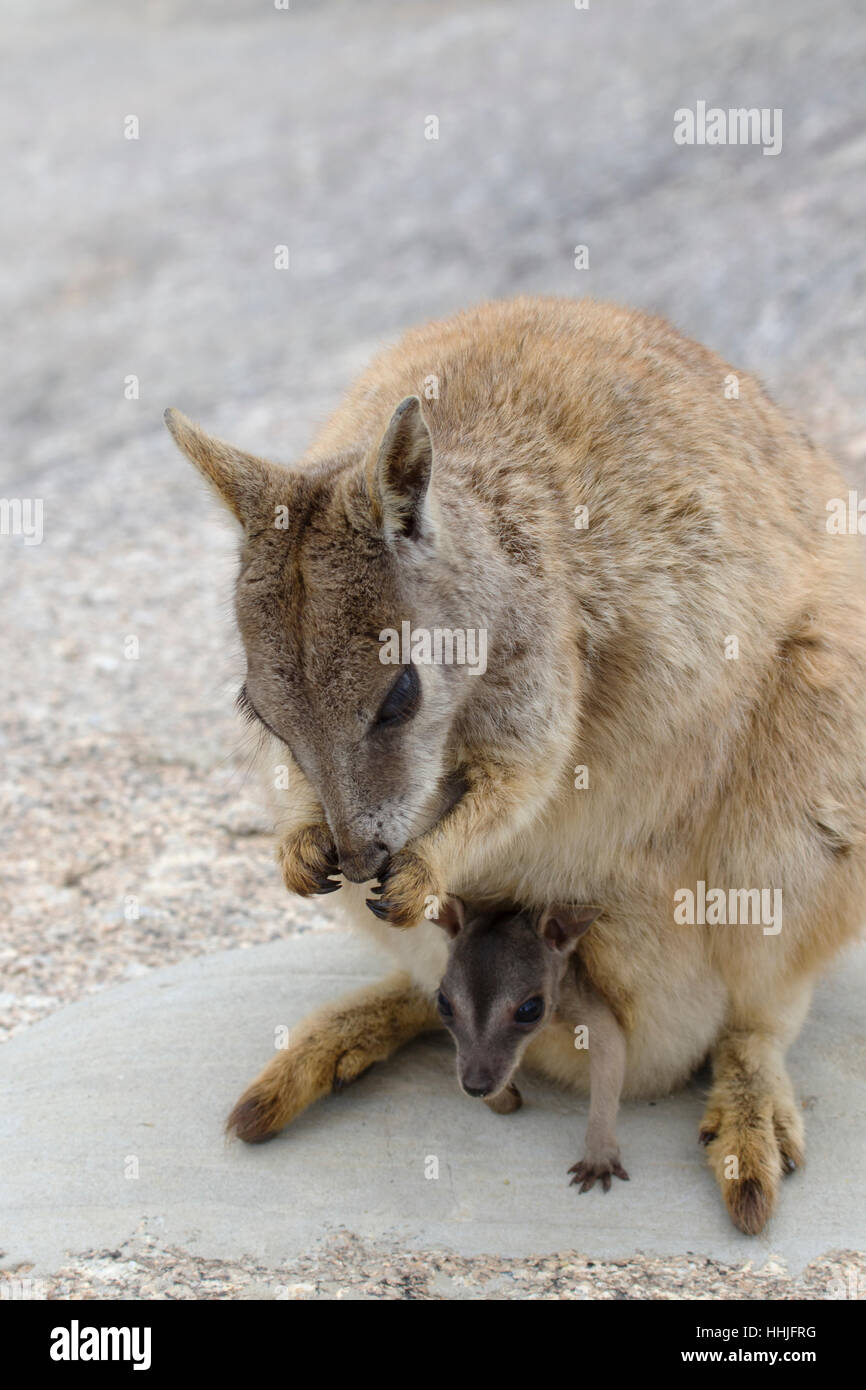 Unadorned Rock Wallaby - joey in pouch Petrogale inornata, Mareeba race Atherton Tablelands Queensland, Australia MA003254 Stock Photo