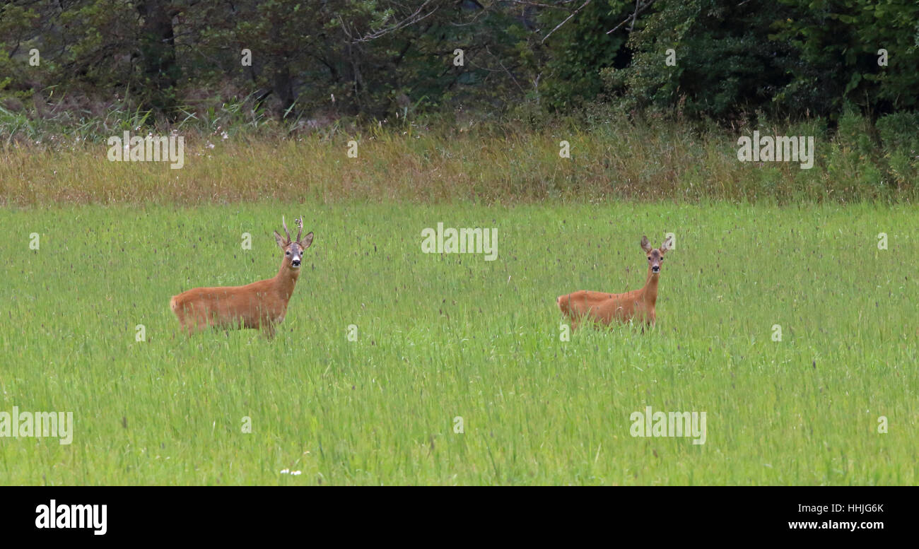 Pair of Roe deers on green field / High alert Stock Photo