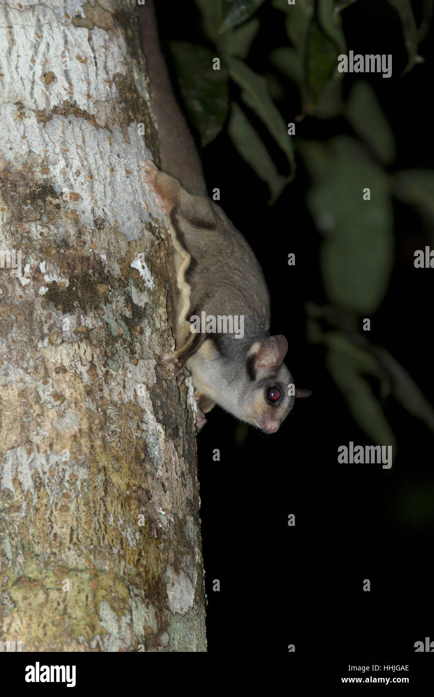 Sugar Glider on rainforest tree trunk at night Petaurus breviceps