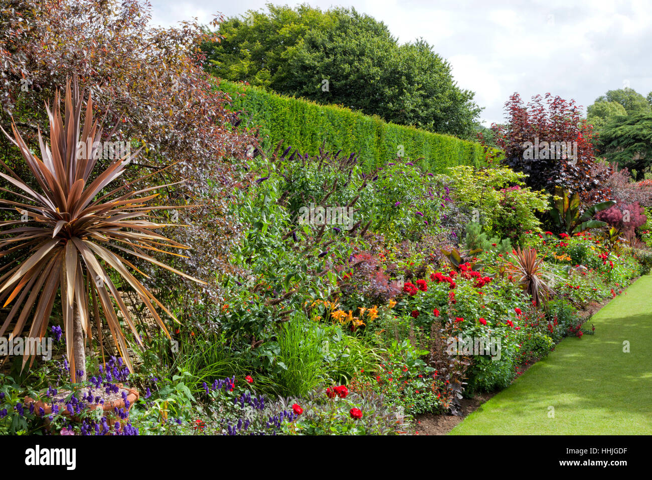 Colourful English summer flower, shrub garden between tall hedge and grass path Stock Photo
