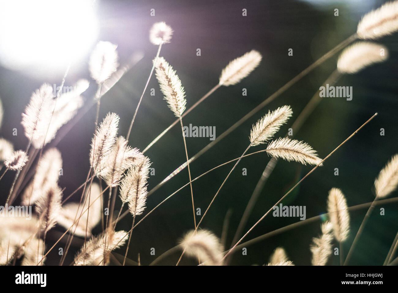 Setaria grass Stock Photo