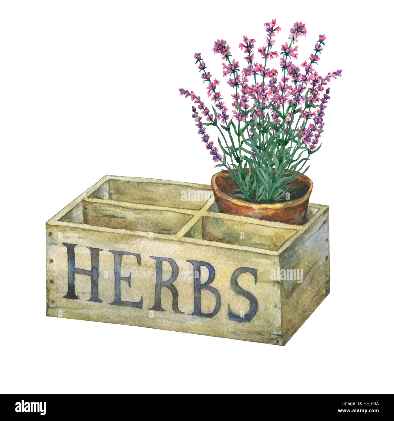 Flower pot with lavender in an old wooden crate garden. Hand drawn