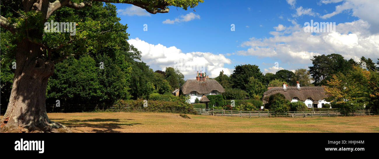 Summer English oak tree, white cottages in Lyndhurst town, New Forest National Park; Hampshire County; England; Britain, UK Stock Photo